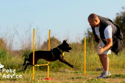 Train Your Dog Like a Pro: Donaldson, Jean | Puppy