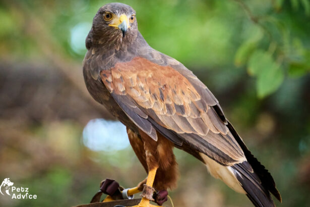 Hawks In Arizona - Facts, Pictures, Description