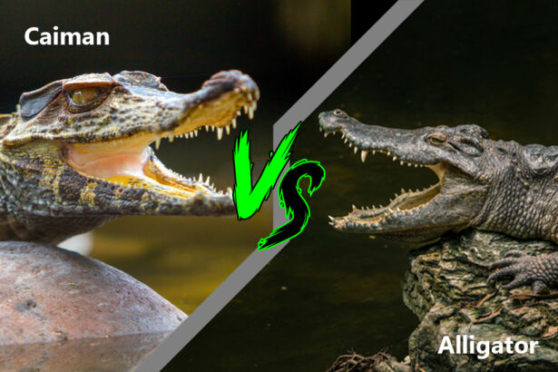 Alligators, crocodiles, caimans, gharials | USA | Traffic