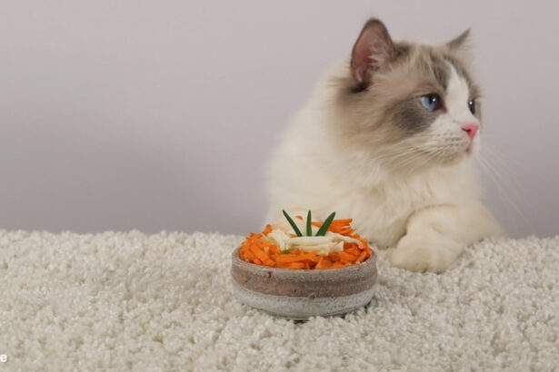 Is carrot cake safe for cats | Vet-Approved Facts & FAQ