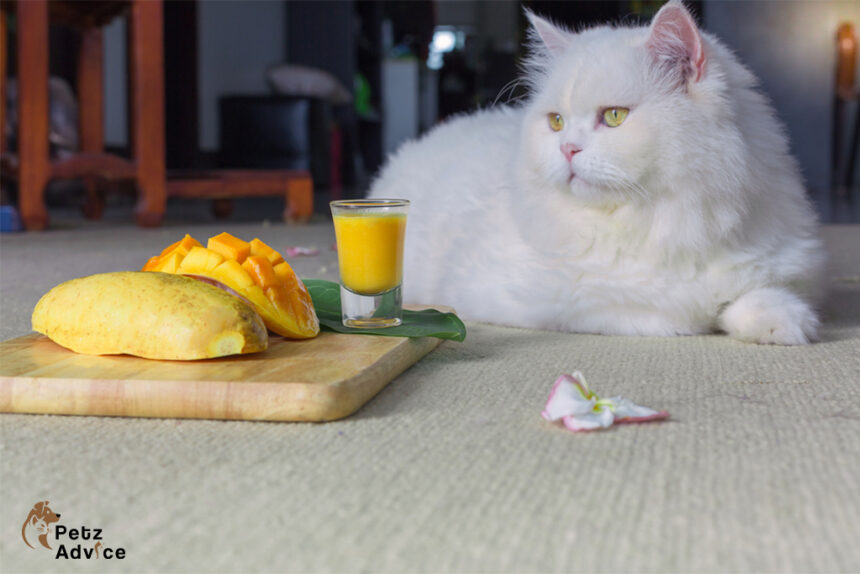 Can cats eat mango? A comprehensive guide to cats and fruit