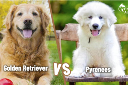 Great Pyrenees Vs Golden Retriever | Do Cardinals Enjoy Bird Baths | Buff Orpington Roosters Vs Hens