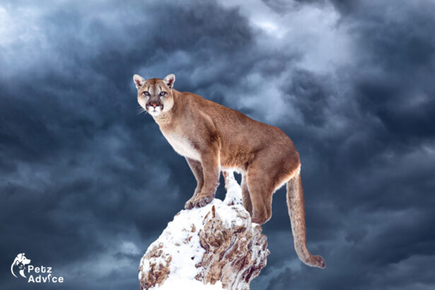 North America | Will mountain lions attack dogs | Mountain lion attack