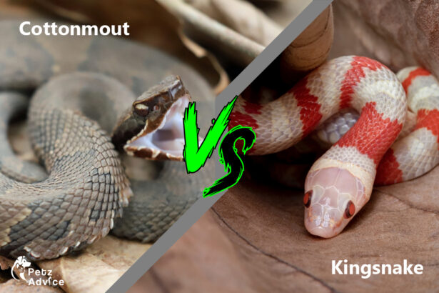 Dangerous or Not? Identifying Venomous Snakes in the US