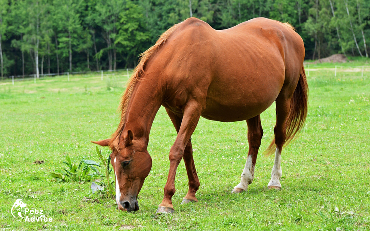 What is the gestation period of a mare?