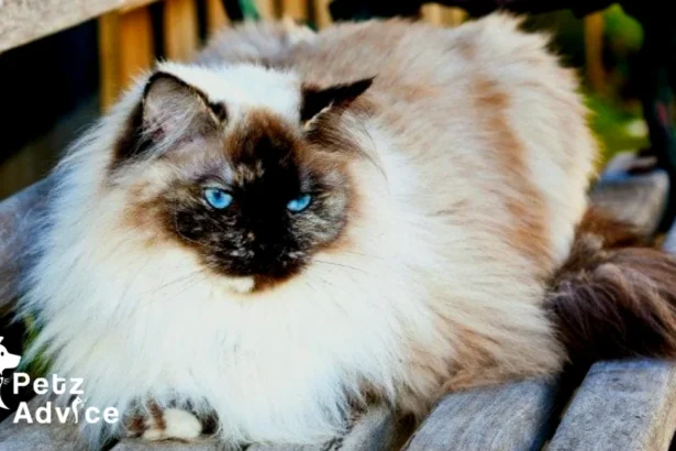 How Long Do Ragdoll Cats Live? Veterinarians Share