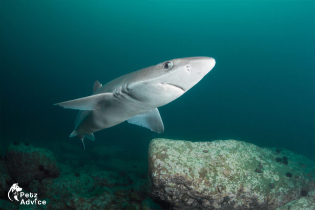 Dogfish Shark | Atlantic Spiny Dogfish