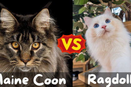 A Ragdoll differs from a Maine Coon cat in size, coat, and personality.