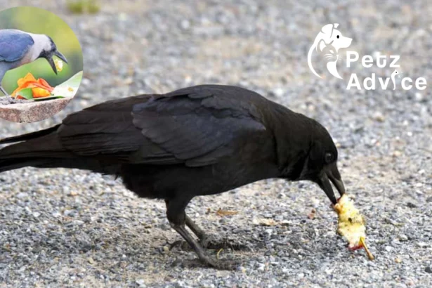 What do you feed your crows | FAQs about Crows