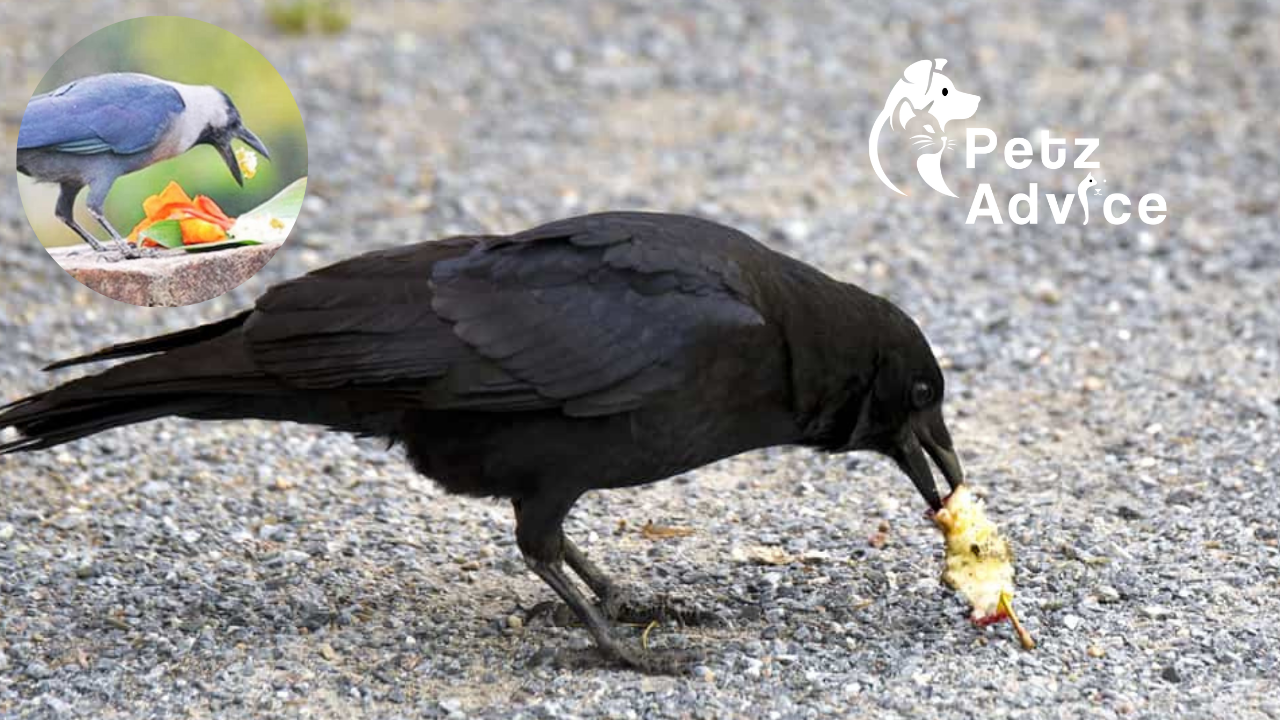 What Do Crows Eat and Where Can Find Food That They Love!?