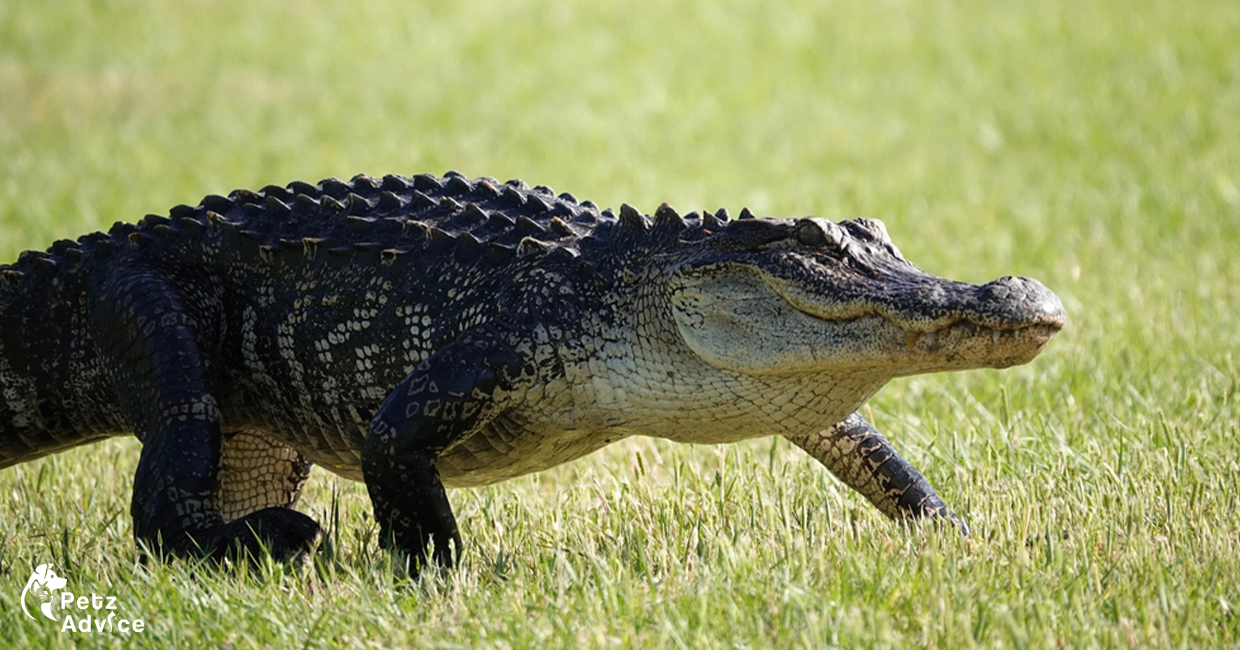 Louisiana man captures 760 pound alligator