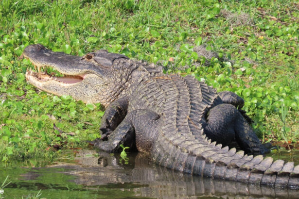 Photo: Big alligator caught in Louisiana | Tiger | Lion