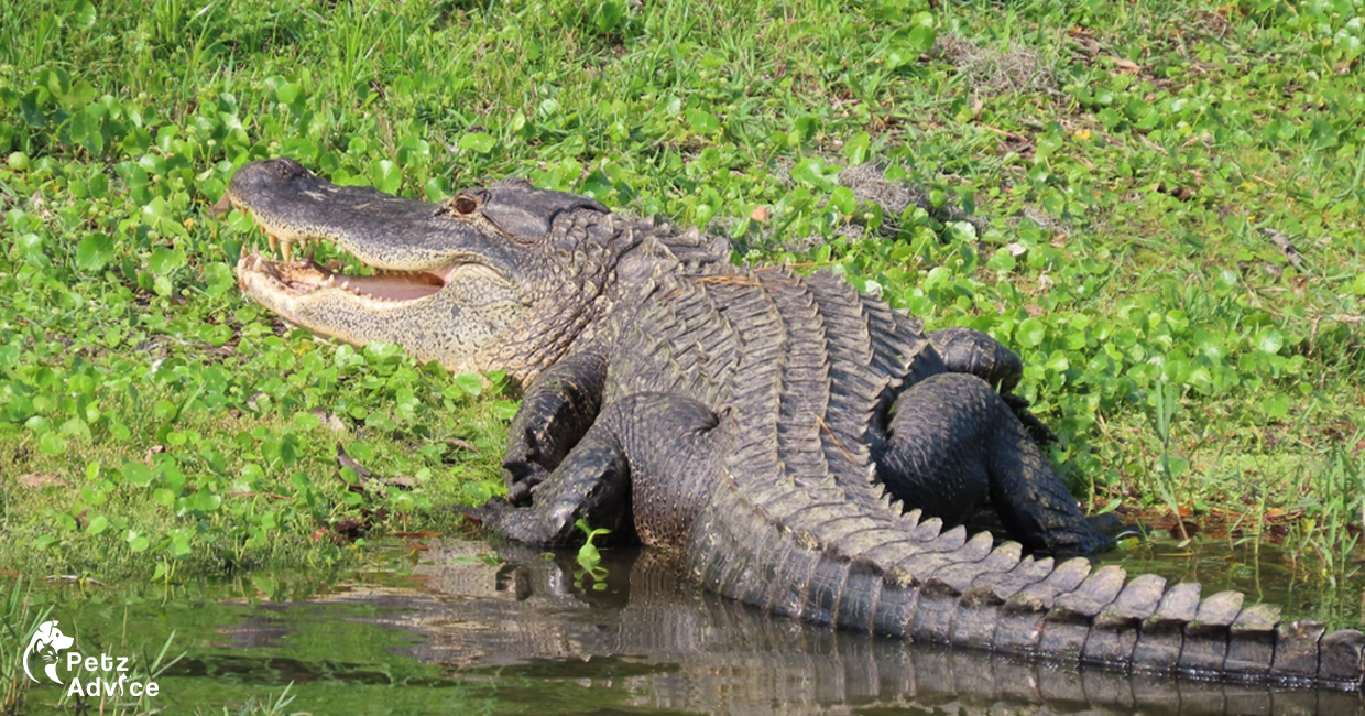 Photo: Big alligator caught in Louisiana | Tiger | Lion