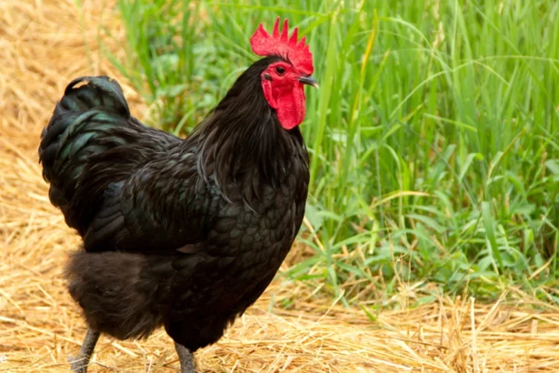 Australorp chicken | black german shepherd | draft horse