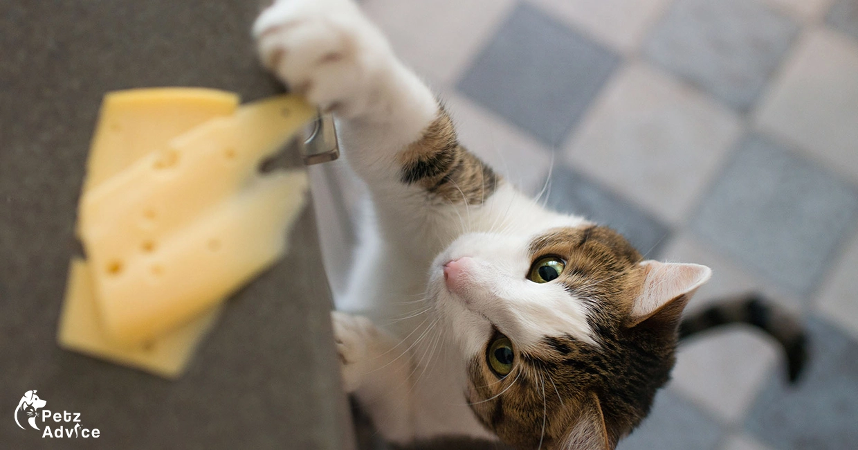 Can Texas Cats Eat Cheese | Safe Treat or Harmful Snack?