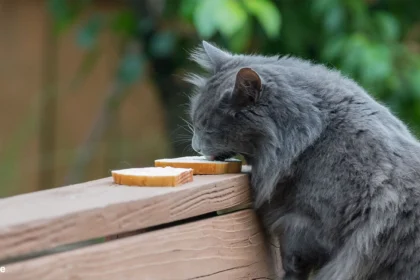 Can Cats Eat Cheese? Read Before You Feed | Cats in Austria | Gemany