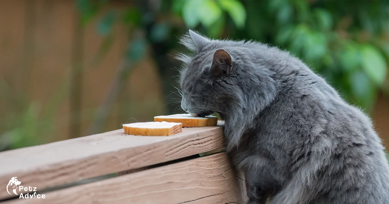 Can Cats Eat Cheese? Read Before You Feed | Cats in Austria | Gemany