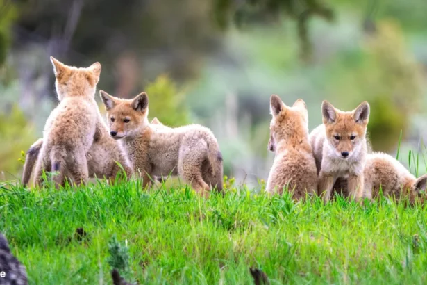 Tips on Identifying Coyote Scat | Coyotes are one of North America‘s