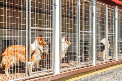 Looking to Board a Dog? Choosing the Best Dog Boarding | hawks of az