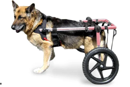 How to Choose the Best Dog Wheelchair for Your Pet | White Animals