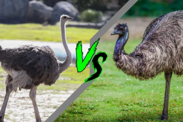 Emu Vs. Ostrich | habitat, Struthio | In a race between an emu | Animals