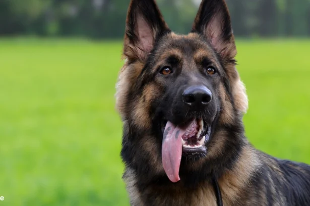 German Shepherd-Talented dog in the world | Cat breeds that get along with dogs