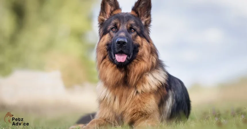 What is the gestation period for a German shepherd | Dog Near Me