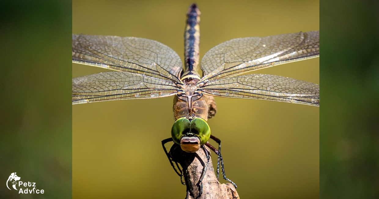 Top 100 Animals For Kids | Insects