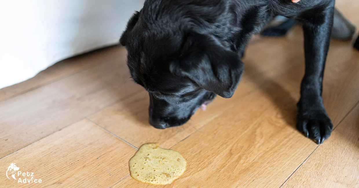 black cocker spaniel | no nonsense neutering | yorkshire terrier price