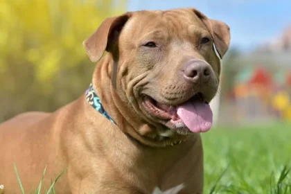 Red Nose Pitbull - Dog Breed Guide