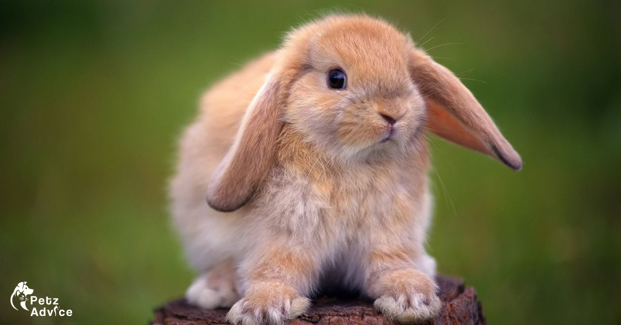What is the most loved animal in the United States | Rabbit