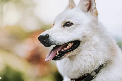 White German Shepherd | Blue German | Germany Dog | Dog UK