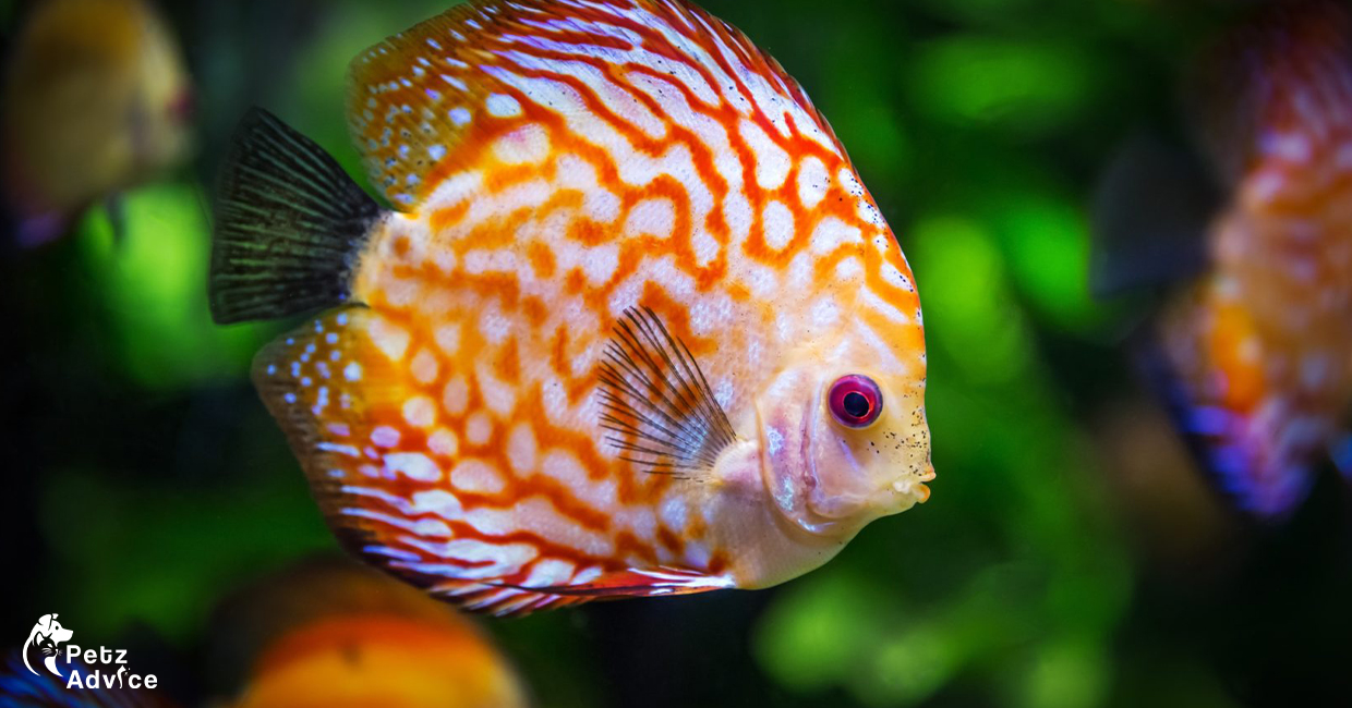 America's most popular pet is a fish | Fish Favorite