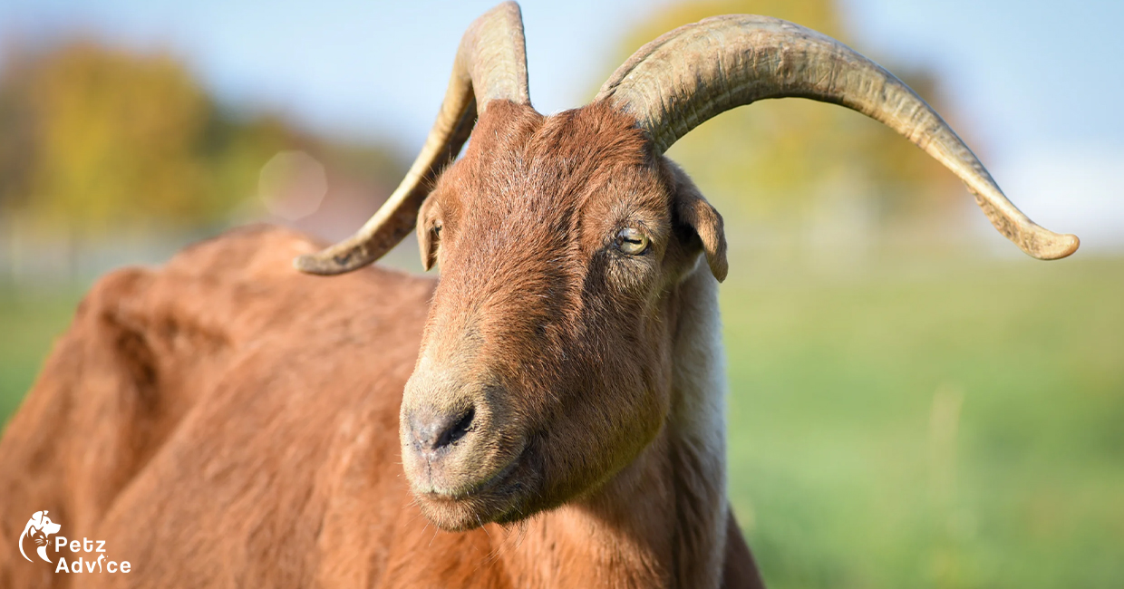 15 Best Goat Breeds for Pets