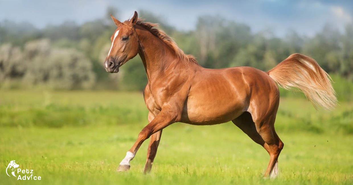 Horse | Definition, Breeds, Pictures, Evolution, & Facts