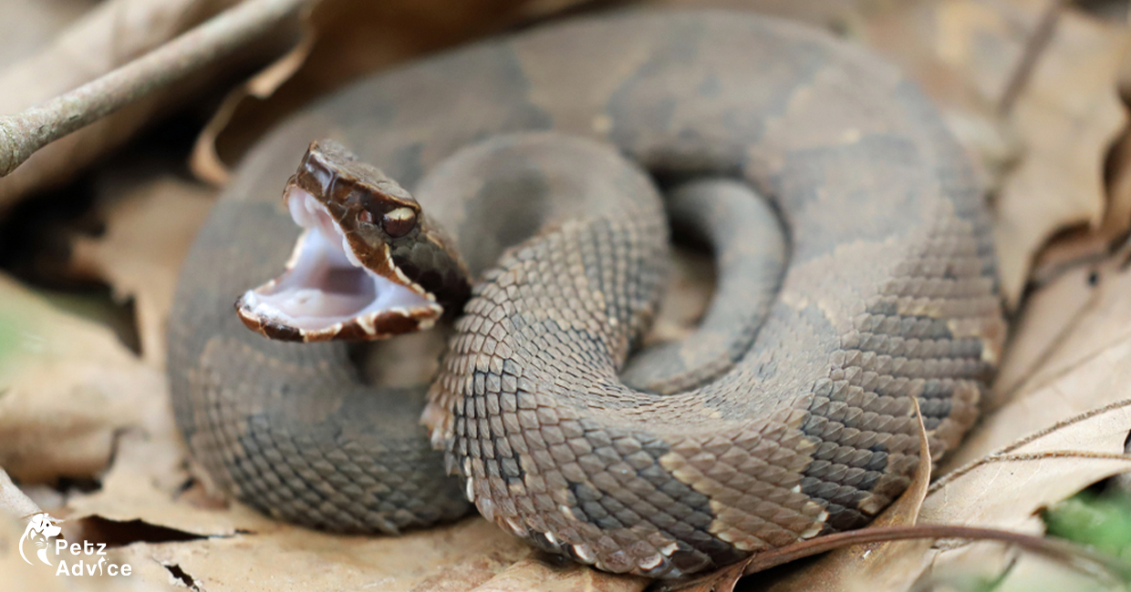 What is the most common reptile pet in the US?