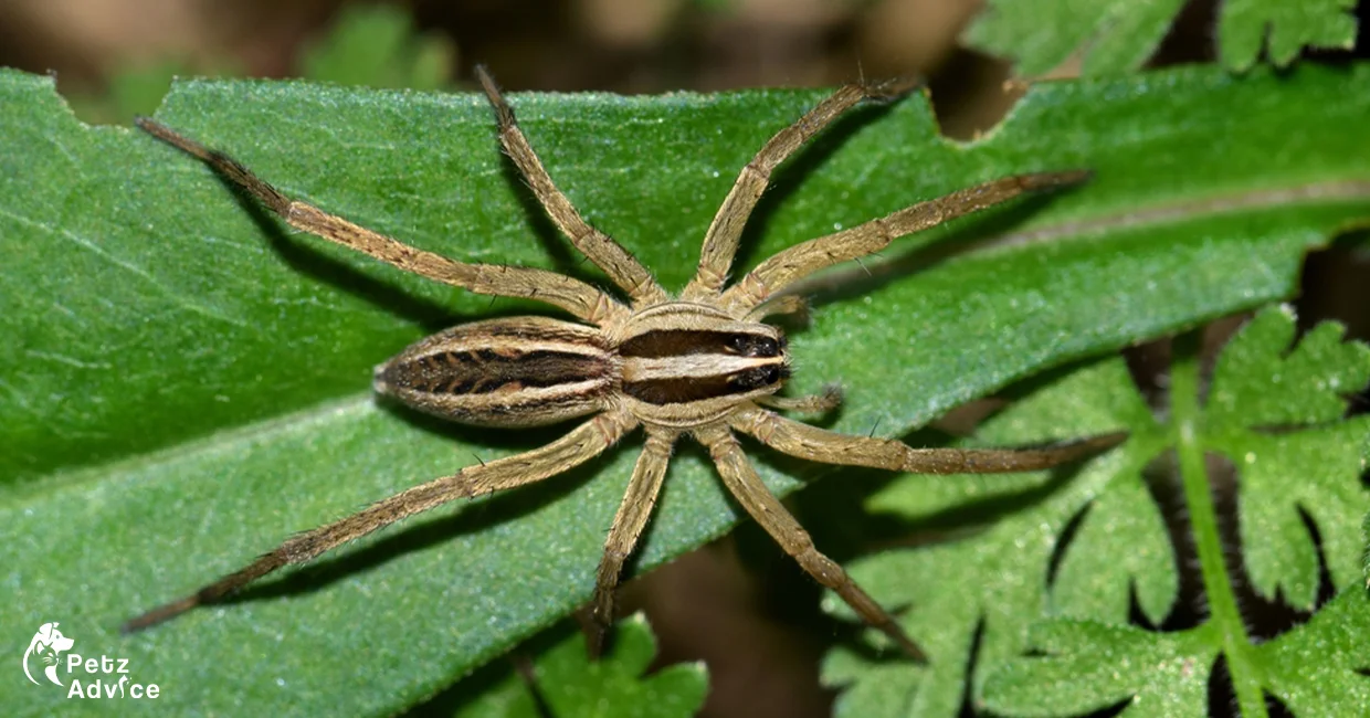 rabid wolf spider in USA | false wolf spider uk | Rabid wolf spider bite