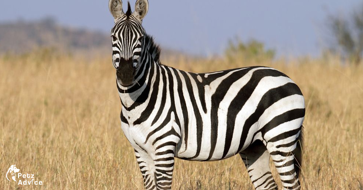 Are Zebras White with Black Stripes