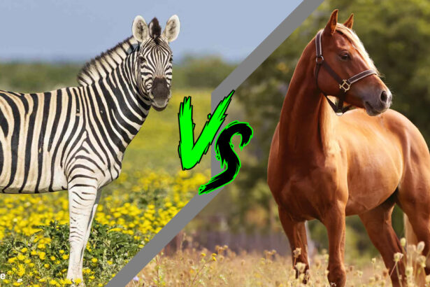 Zebras Are More Powerful Than Horses ! Animal | Information