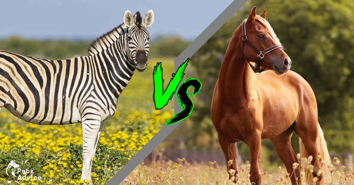 Zebras Are More Powerful Than Horses ! Animal | Information