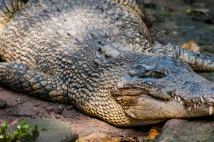 Alligators in north carolina map | Alligators in London | Alligators in Florida