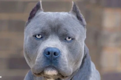 Blue Nose Pit Bull | Blue nose pitbull puppy | Are blue nose Pitbulls aggressive