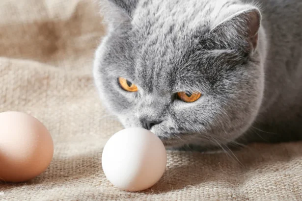 Is it OK for cats to eat eggs? What to know before you feed