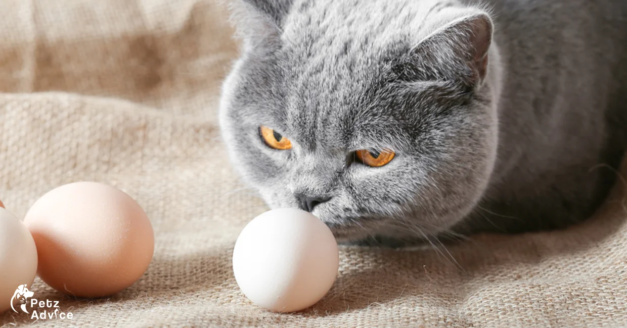 Is it OK for cats to eat eggs? What to know before you feed