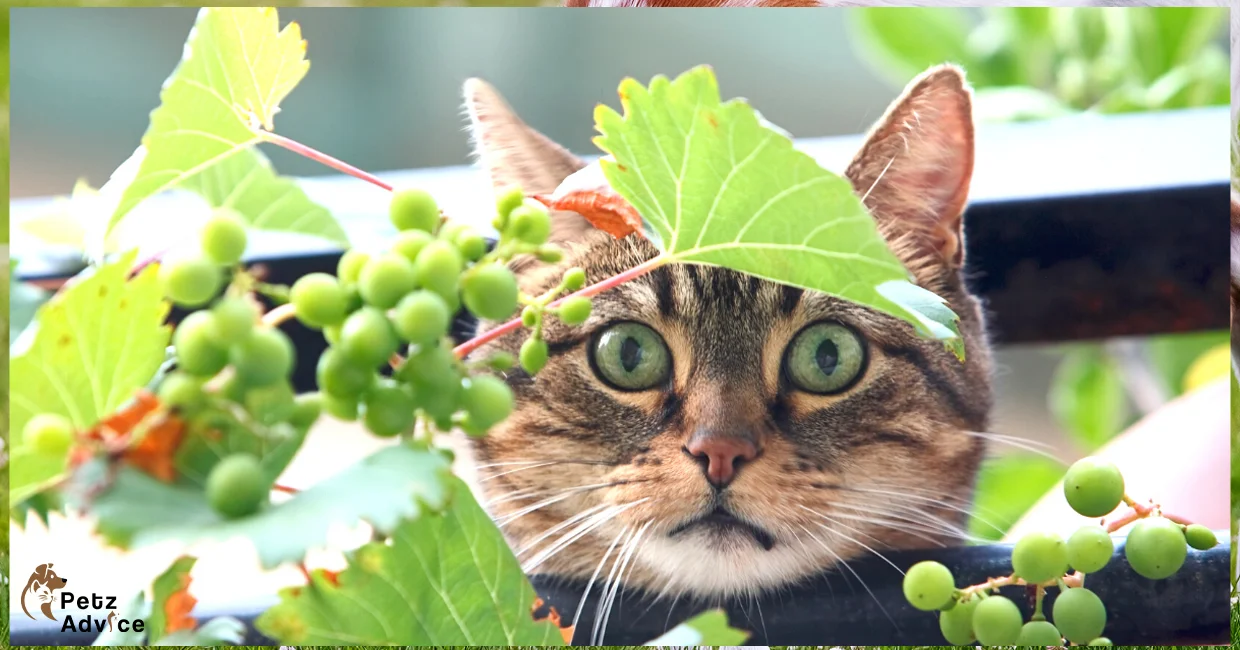 Can cats eat strawberries | Can cats eat humans