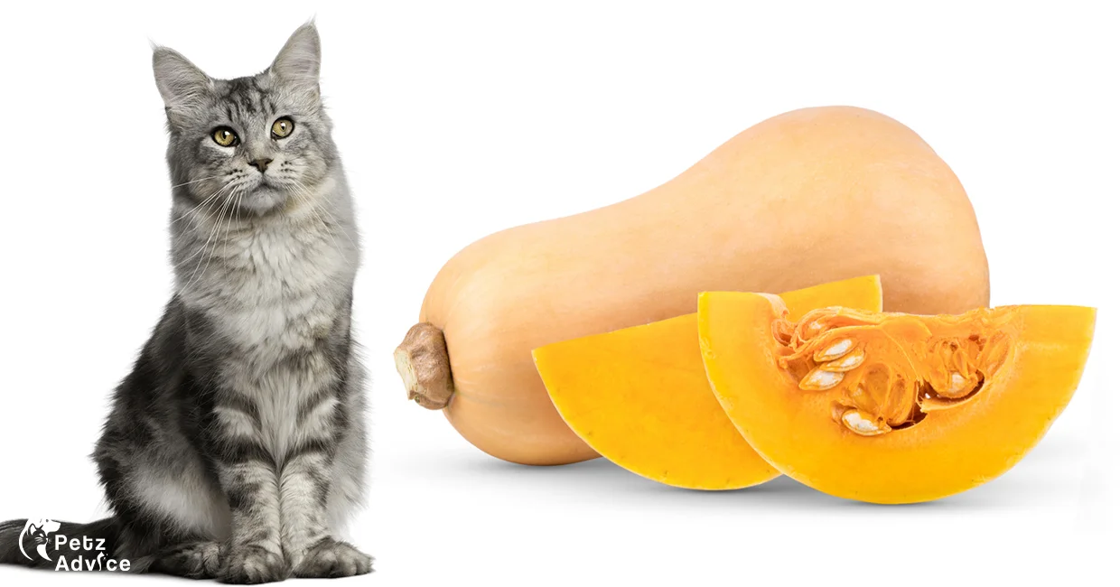 can cats eat squash | Cats Eat in Uk | Cats Food