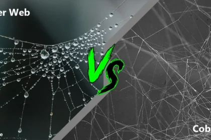 Dust webs vs spider webs | What is a cobweb made of