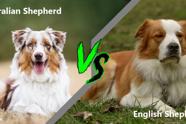 English Shepherd vs. Australian Shepherd | Dog in Germany