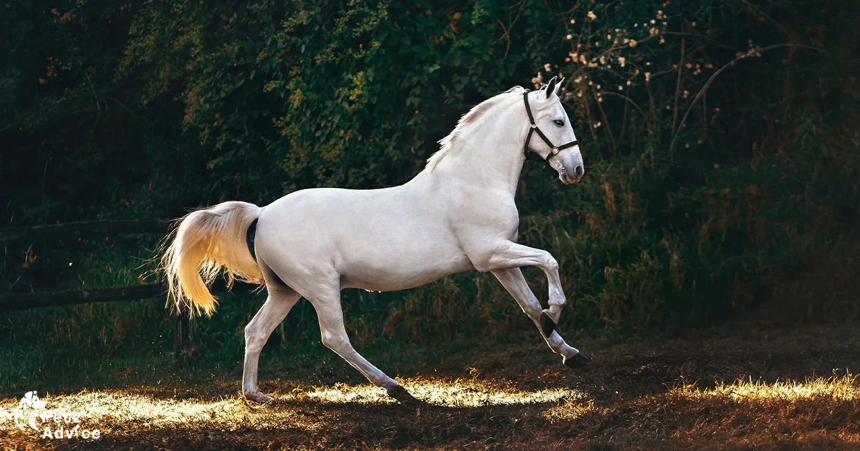 Arabian horse | Friesian horse | Horse family