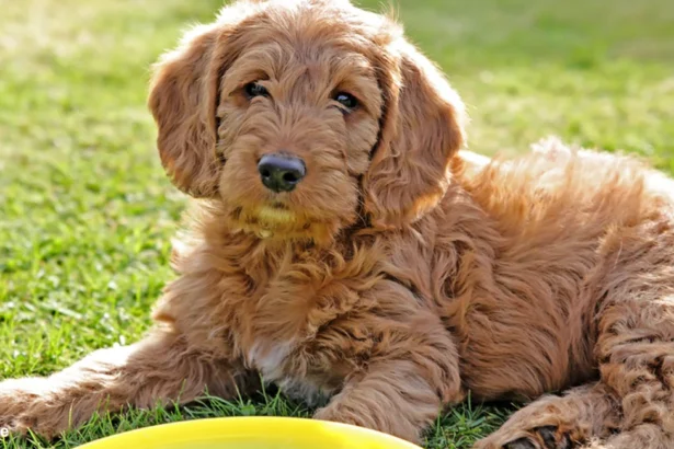 Miniature Labradoodle lifespan | What is a mini labradoodle for sale